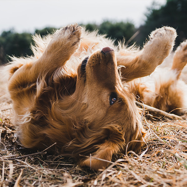 A golden retriever on its back with paws in the air